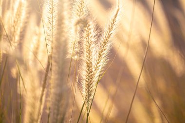 Gün doğumunda tarla bitkilerinin güzel bir arka planına sahip. Sıcak renkler, yakın plan..