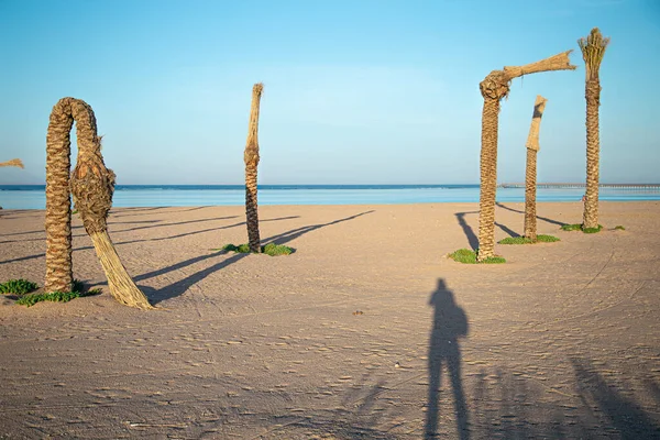 Tote Palmen Strand Meer Hintergrund — Stockfoto