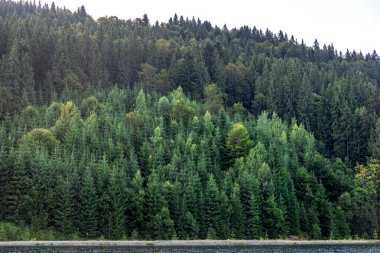 Bitmeyen yeşil ağaçlar dar bir kıyı boyunca sakin göl suyuna inerler. Doğal yeşil manzara, minimalizm ve sakin atmosfer..