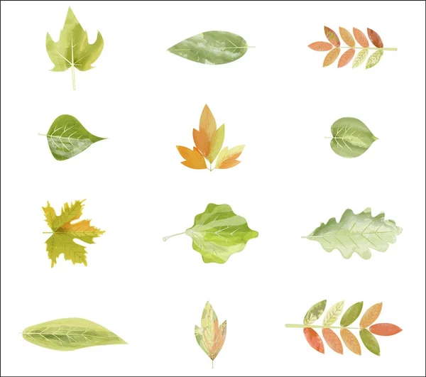 Φθινοπωρινά φύλλα ή εικόνες φυλλώματος. Διάνυσμα απομονωμένο σύνολο από φύλλα σφενδάμου, βελανιδιάς ή σημύδας και κωπηλασίας. — Διανυσματικό Αρχείο