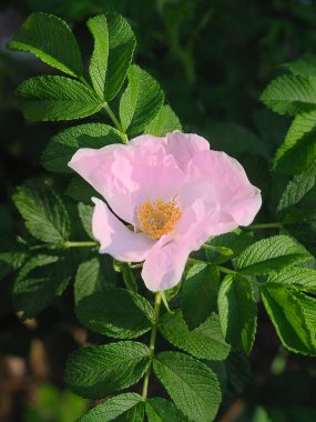 pembe çiçek köpek gül çiçek yakın çekim