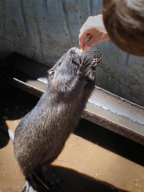 Kadın el eğitimin besleme yakın çekim