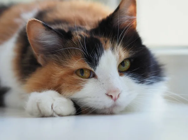 Трехцветная Кошка Лежащая Полу — стоковое фото