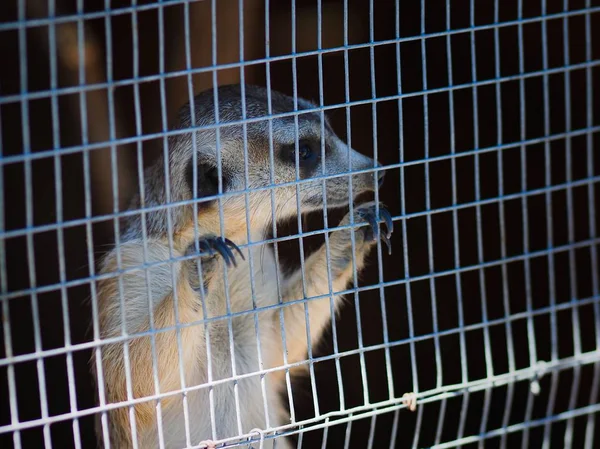 Ładny Meerkat Patrząc Przez Koszyk — Zdjęcie stockowe