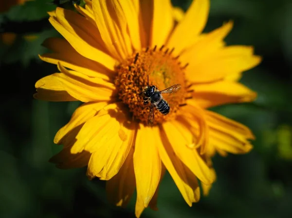 Close Honey Bee Collecting Pollen Yellow Flower Royalty Free Stock Photos