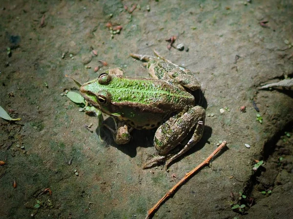 Close Green Frog Sitting Ground Royalty Free Stock Images