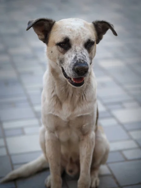 Kaldırımda Oturan Köpek Görüntüsünü Kapatmak Stok Fotoğraf