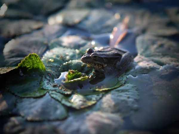 Frog Sitting Leaves Swamp Bright Sunlight Stock Image