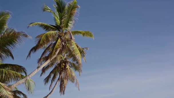 Кокосовые пальмы Сейшельских островов — стоковое видео