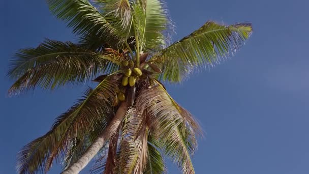 Coqueiros Seychelles — Vídeo de Stock