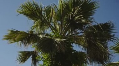 Palmiye ağaçları ile beyaz bulutlar mavi gökyüzüne karşı