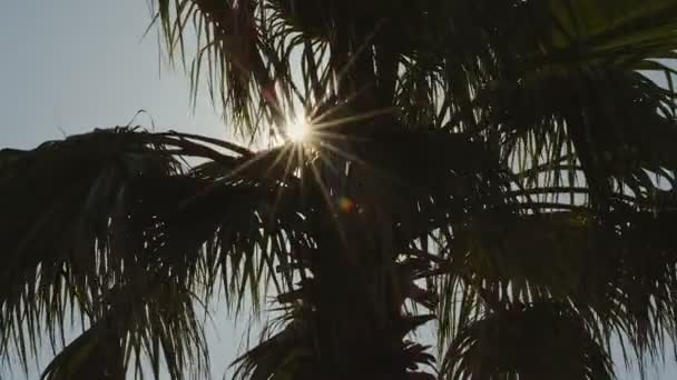 Palmbomen tegen de blauwe hemel met witte wolken — Stockvideo