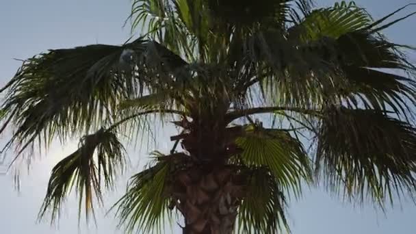 Palmiye ağaçları ile beyaz bulutlar mavi gökyüzüne karşı — Stok video