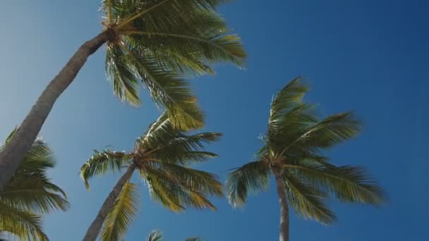 Palmer mot blå himmel med vita moln — Stockvideo