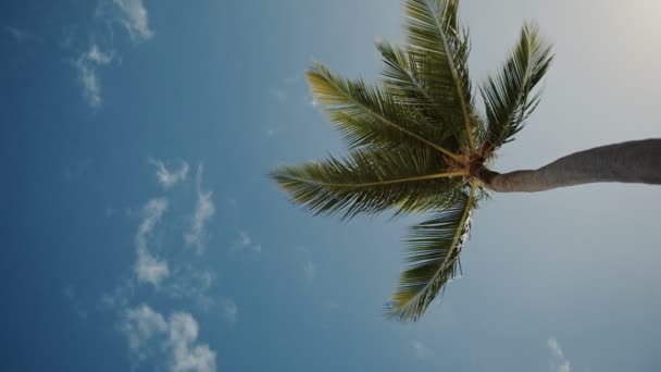 Hindistan Cevizi Ağaçları Ile Beyaz Bulutlar Mavi Gökyüzüne Karşı Dominik — Stok video