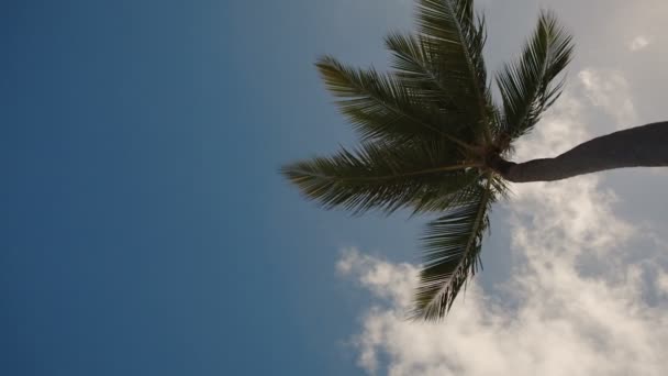 Palmeras contra el cielo azul con nubes blancas — Vídeos de Stock