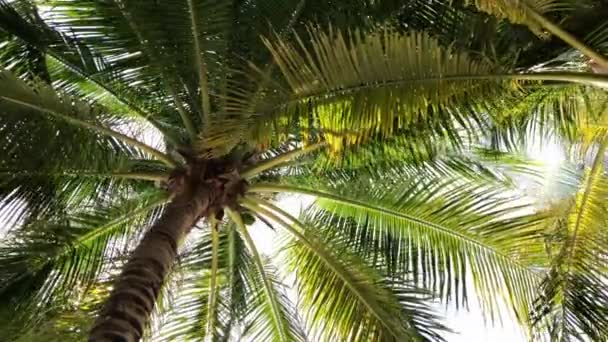 Palmeras contra el cielo azul con nubes blancas — Vídeos de Stock