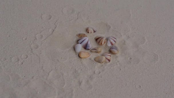 Coquillages enfouis dans le sable dans les coquillages . — Video