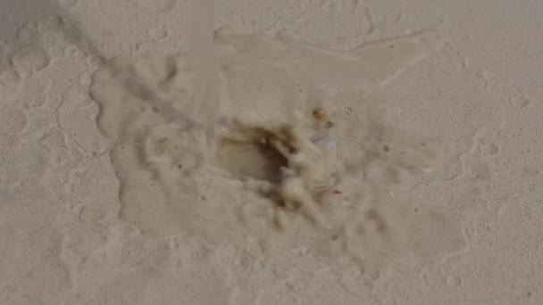 Schalentiere in den Muscheln im Sand vergraben. — Stockvideo