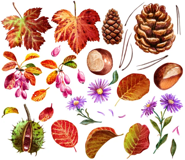 Podzim Podzim Věci Kolekce Akvarel Ilustrace Izolované Bílém — Stock fotografie