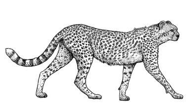Cheetah çizim, çizim, gravür, mürekkep, hat sanatı, vektör