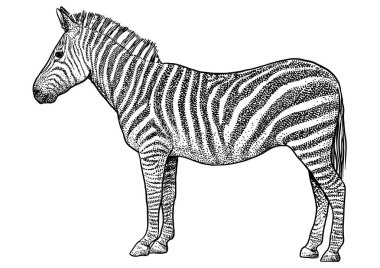 Zebra resim, çizim, gravür, mürekkep, Hat sanatı, vektör
