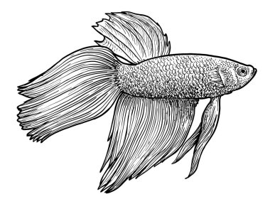 Siamese fighting fish illustration, drawing, engraving, ink, line art, vector clipart