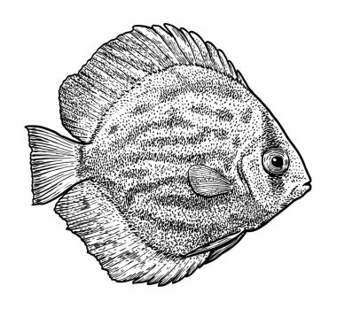 Discus balık resim, çizim, gravür, mürekkep, hat sanatı, vektör