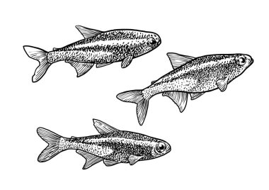 Neon tetra çizim, çizim, gravür, mürekkep, hat sanatı, vektör