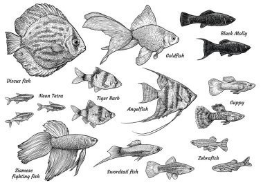 Akvaryum balık resim, çizim, gravür, mürekkep, hat sanatı, vektör topluluğu