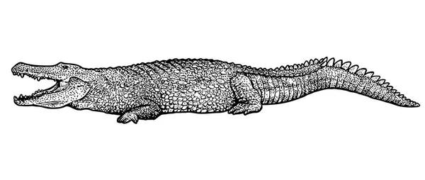 Krokodýl Ilustrace Kresba Gravírování Inkoust Perokresby Vektor — Stockový vektor