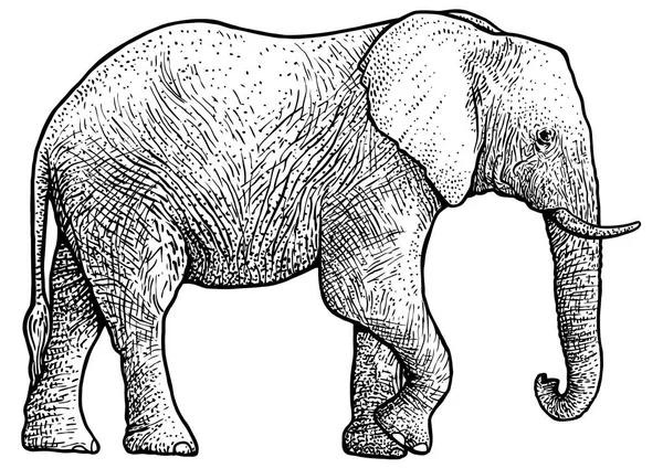 Illustrazione Elefante Disegno Incisione Inchiostro Line Art Vettore — Vettoriale Stock