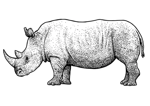 Rhinoceros Illustration Drawing Engraving Ink Line Art Vector — Stock Vector