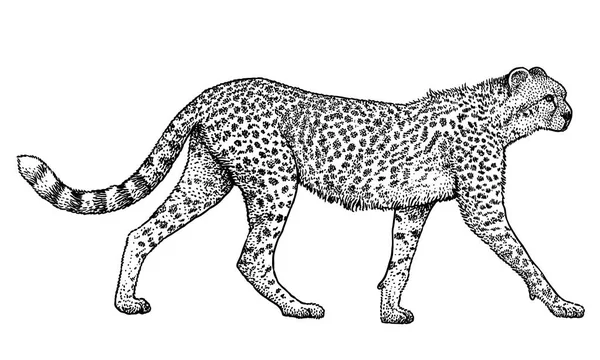 Cheetah Ilustración Dibujo Grabado Tinta Arte Línea Vector — Vector de stock