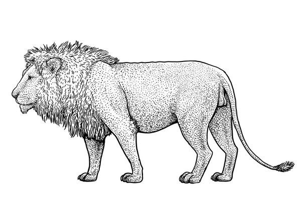 Lion Illustrazione Disegno Incisione Inchiostro Linea Arte Vettore — Vettoriale Stock