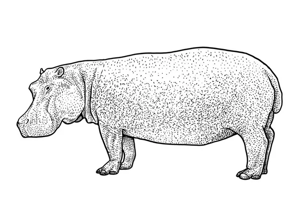 Ilustração Hipopótamo Desenho Gravura Tinta Arte Linha Vetor — Vetor de Stock