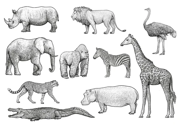 Animali Africani Illustrazione Disegno Incisione Inchiostro Linea Arte Vettore — Vettoriale Stock
