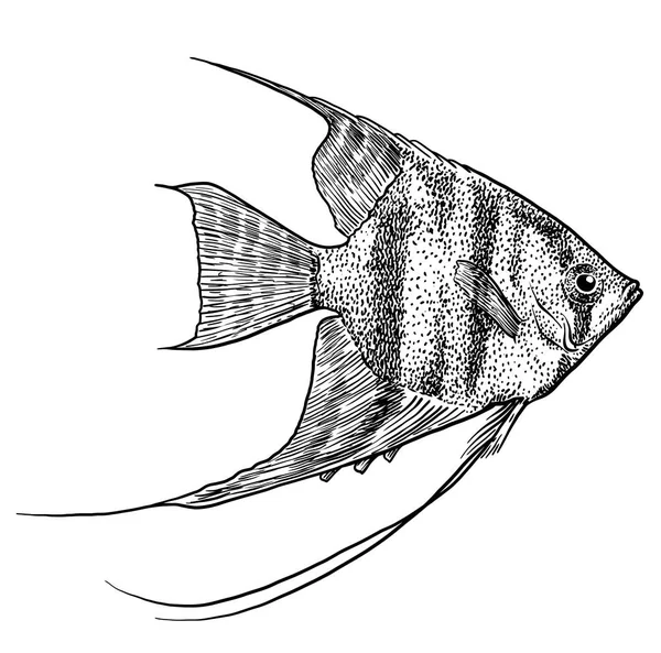 Angelfish Ilustración Dibujo Grabado Tinta Arte Línea Vector — Vector de stock