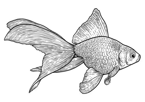 Japon Balığı Illüstrasyonu Çizim Oyma Mürekkep Çizgi Sanatı Vektör — Stok Vektör