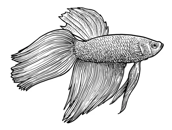 Balık Illüstrasyon Mücadele Siyam Çizim Gravür Mürekkep Hat Sanatı Vektör — Stok Vektör