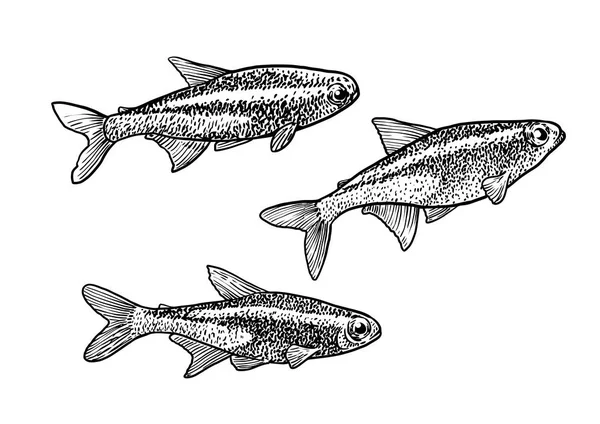 Neon Tetra Illustration Teckning Gravyr Bläck Konturteckningar Vektor — Stock vektor