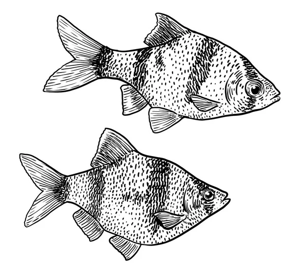 Tiger Barb Illustration Teckning Gravyr Bläck Konturteckningar Vektor — Stock vektor