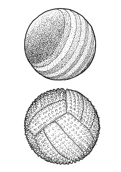 Tierball Illustration Zeichnung Gravur Tusche Linienzeichnung Vektor — Stockvektor