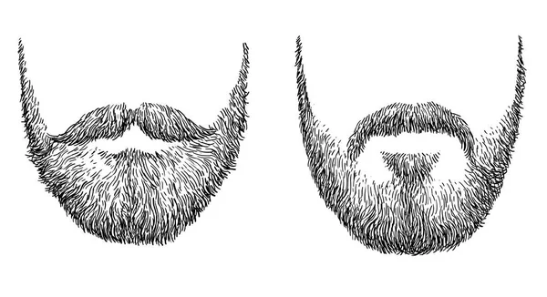 Ilustración Barba Dibujo Grabado Tinta Arte Línea Vector — Archivo Imágenes Vectoriales