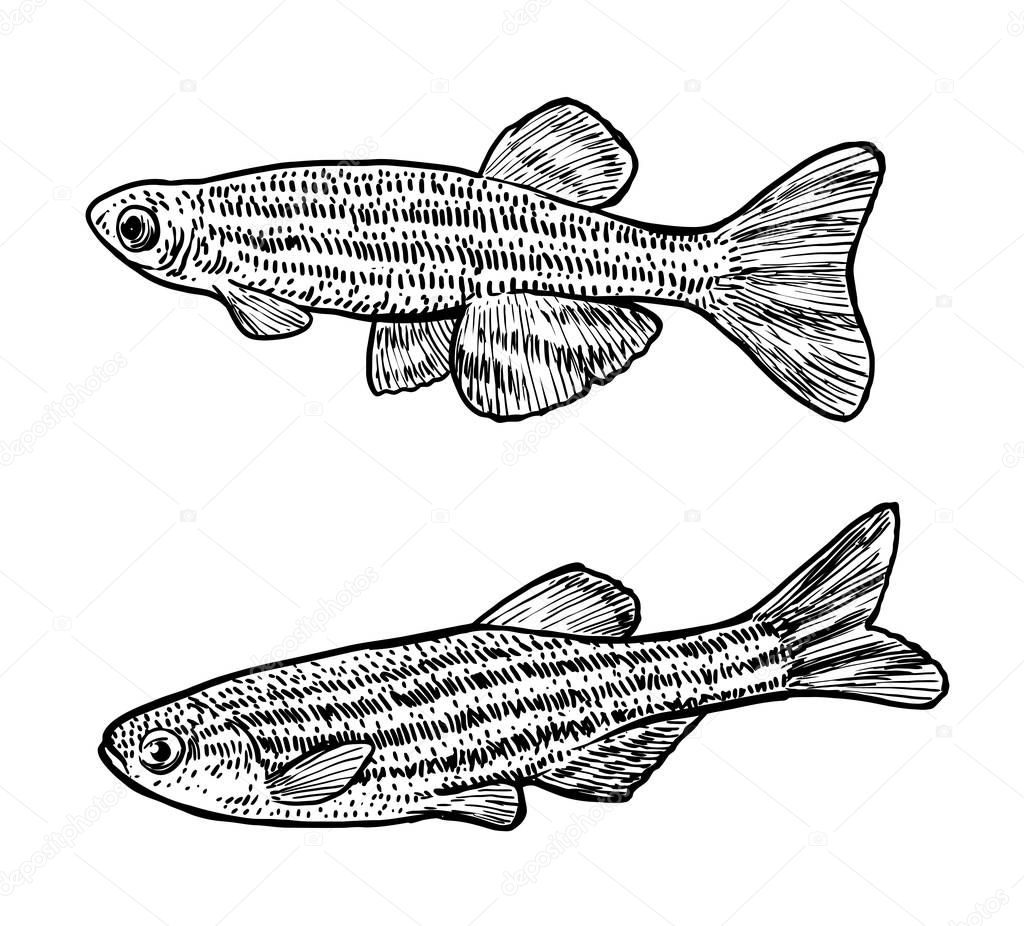 Zebrafish illustration, drawing, engraving, ink, line art, vector