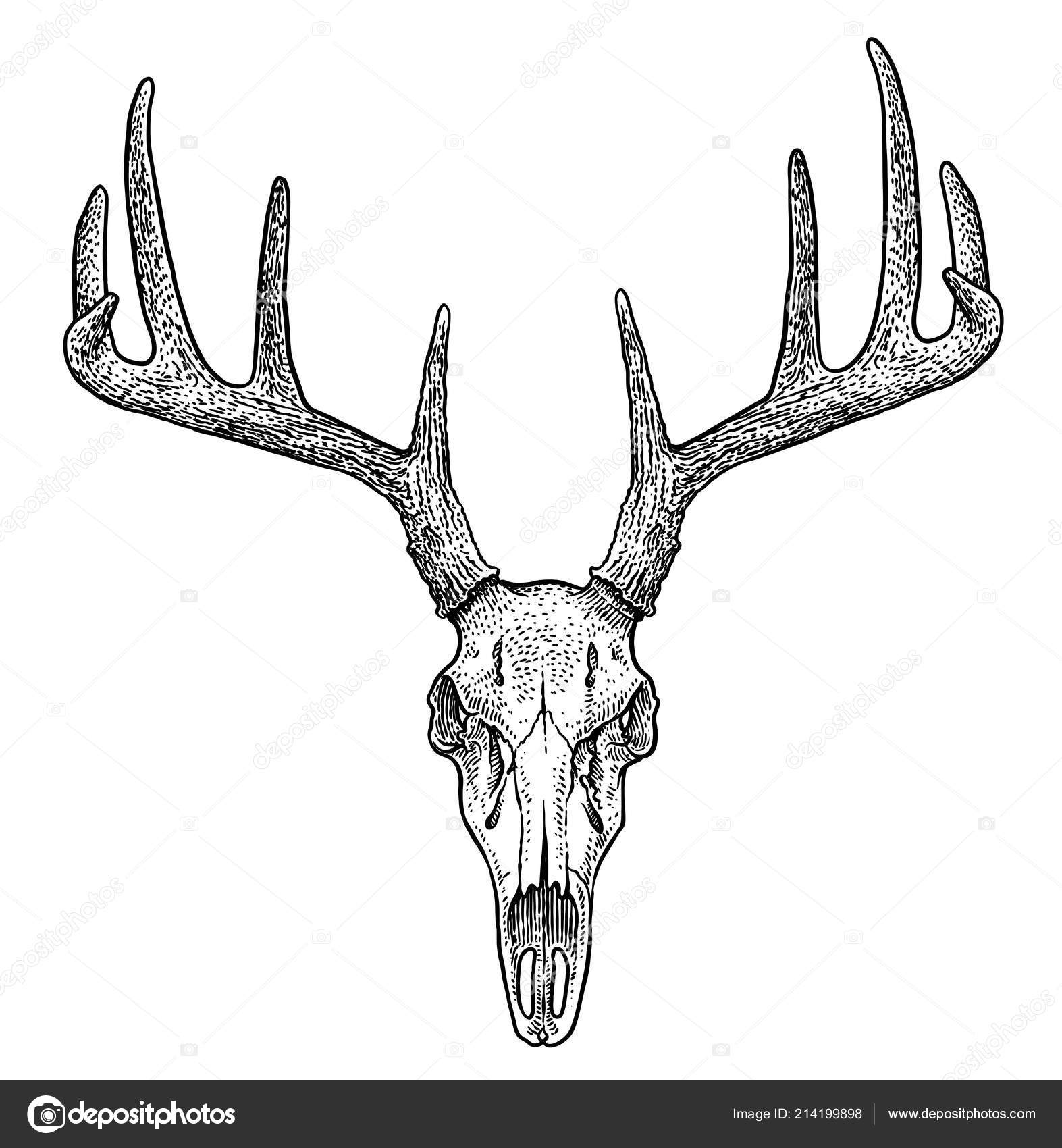 Deer Skull Illustration Drawing Engraving Ink Line Art Vector Stock Vector  Image by ©jenesesimre #214199898