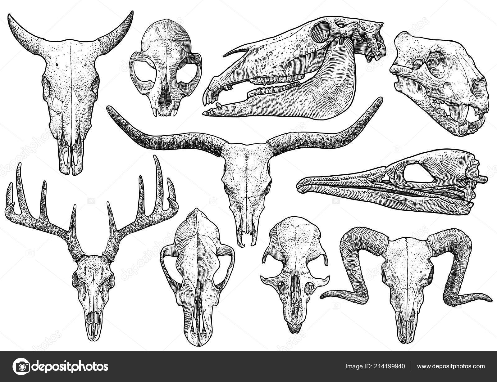 Animal Skulls Vector Art Graphics | atelier-yuwa.ciao.jp