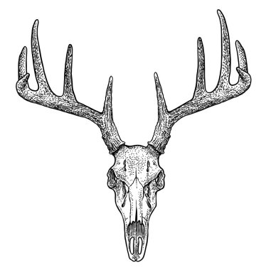 Deer skull illustration, drawing, engraving, ink, line art, vector clipart