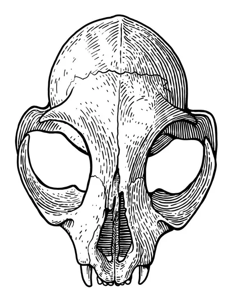 Katzenschädel Illustration Zeichnung Stich Tusche Linienzeichnung Vektor — Stockvektor
