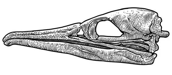 Vogelschädel Illustration Zeichnung Stich Tusche Linienzeichnung Vektor — Stockvektor